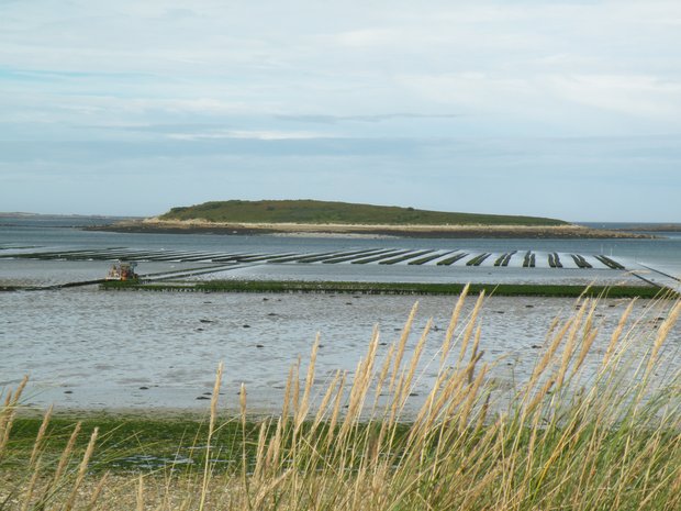  mytiliculture